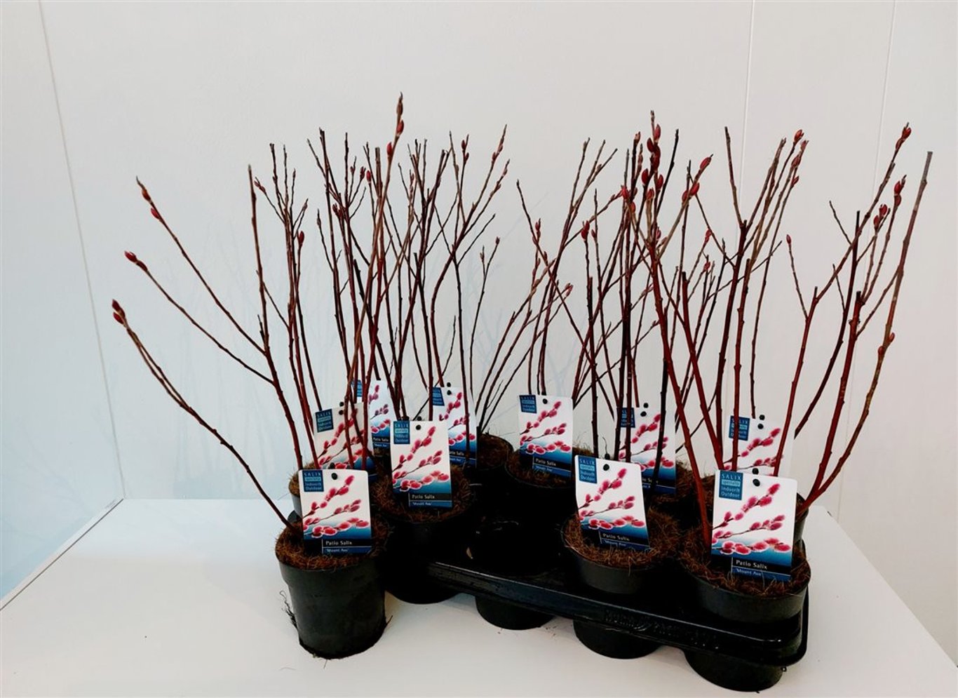 Salix gracilistyla 'Mt. Aso' - P12